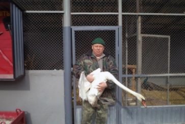 Бучацькі лісівники відпустили на волю лебедя, якого врятували взимку від холодів (ФОТО)