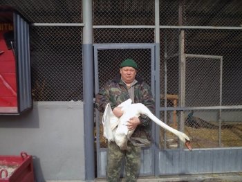 Бучацькі лісівники відпустили на волю лебедя, якого врятували взимку від холодів (ФОТО)