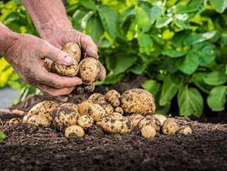 Різана картопля дає кращий врожай