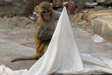 В Індії мавпа викрала немовля і вкинула його у криницю 