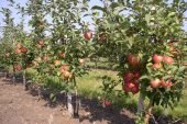 Ґрунт також втомлюється: на місці, де викорчували яблуню, лише через 4-5 років можна саджати плодові дерева