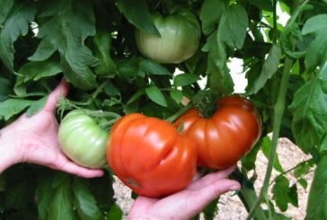 Урожайність огірків і помідорів підвищить…сода