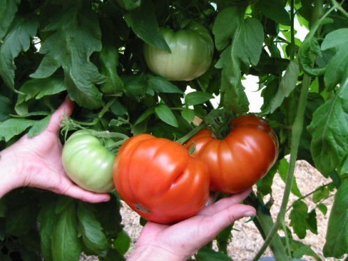 Урожайність огірків і помідорів підвищить…сода