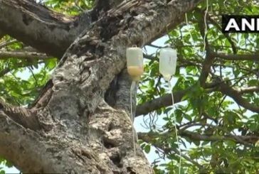 В Індії поставили крапельниці… 700-річному дереву (ФОТО)