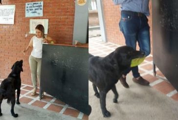Листя замість грошей: у Колумбії вуличний собака сам платить за їжу (ФОТО)