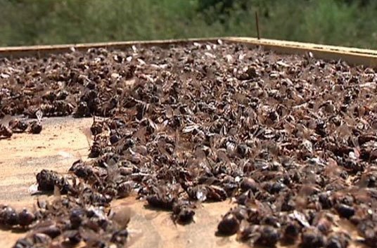 На Тернопільщині внаслідок скроплювання хімікатами полів підприємствами області масово гинуть бджоли