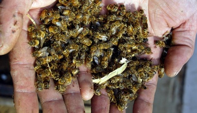 В Україні через пестициди масово гинуть бджоли
