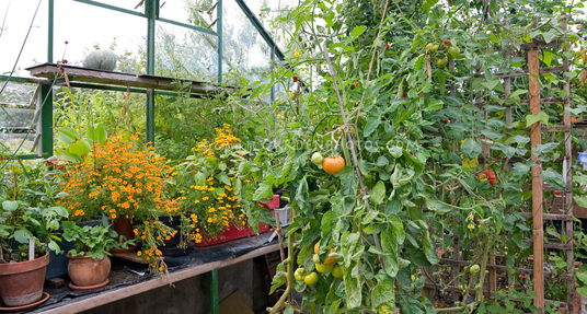 Що посадити разом з помідорами?