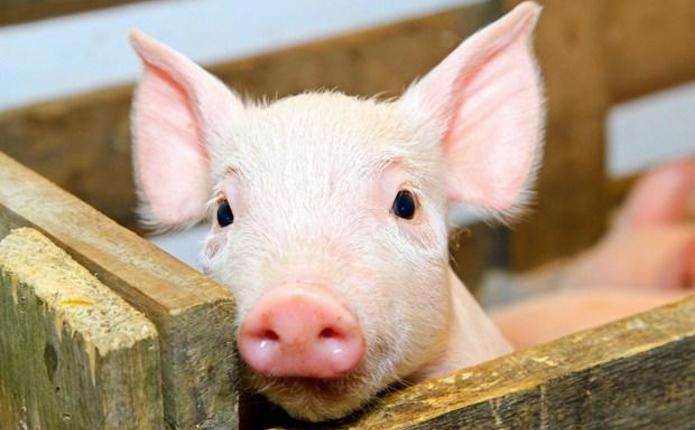 Африканська чума свиней добралася до Шумщини