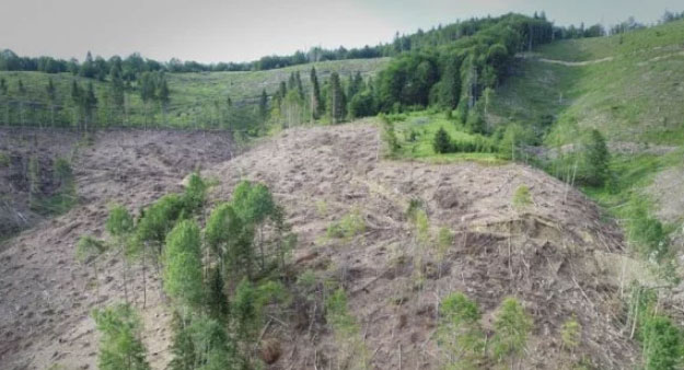 Екологи показали масштаб суцільної рубки дерев у Карпатах: шокуючі відео та фото