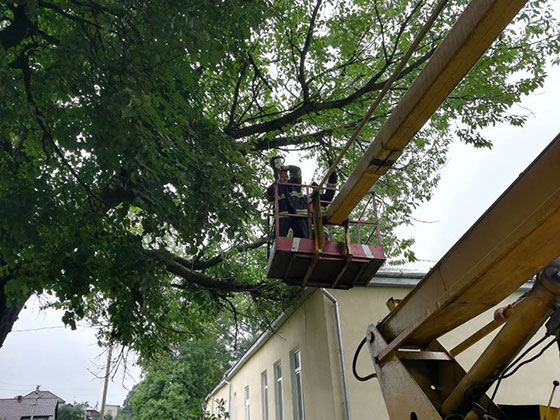 На Бучаччині через сильний вітер на покрівлю школи впало дерево (ФОТО)