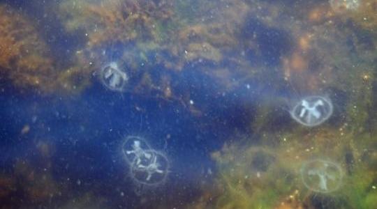 У Дніпрі біля Києва спіймали медузу: зустрічаються також піраньї та краби
