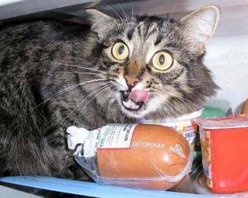 Кіт їв ковбасу прямо на прилавку! У Києві помітили незвичайного 