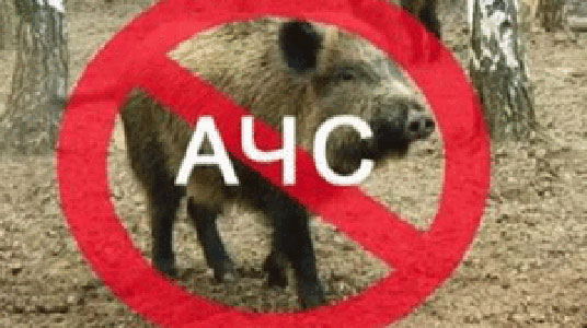 У Підволочиському районі зафіксовано спалах африканської чуми свиней