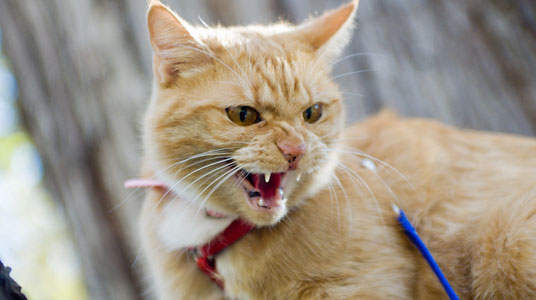 У Тернополі хвора на сказ кішка покусала власника