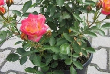 Троянди з букета – у квітник: як вкоренити подаровані квіти