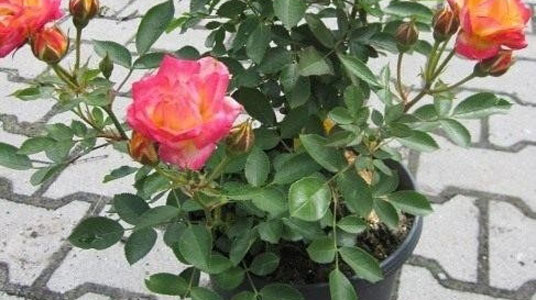 Троянди з букета – у квітник: як вкоренити подаровані квіти