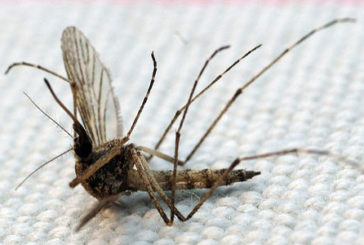 Комарі бояться гвоздики і кориці
