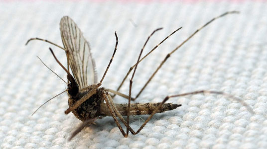 Комарі бояться гвоздики і кориці