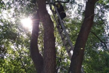 У Дніпрі п’ятеро рятувальників на спецтехніці знімали з дерева кота який благав про допомогу (ФОТО)