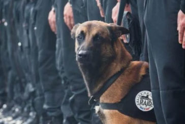 Колумбійська мафія полює на пса, який знайшов 10 тонн кокаїну