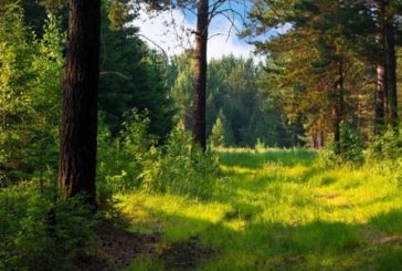 Як відновлюють вирубані ліси біля Києваи (ВІДЕО)