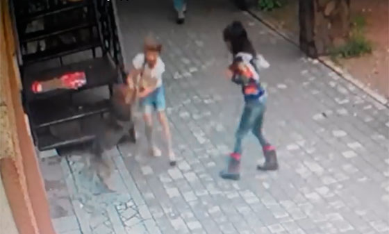 У мережі з`явилося відео як собака покусав дівчинку у Чернівцях (ВІДЕО)