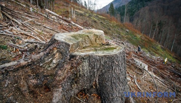 Житель Заліщицького району за вирубування дерев у заповіднику «Дністровський каньйон» піде до суду