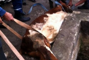 На Збаражчині рятували корову із «полону» в силосній ямі (ФОТО)
