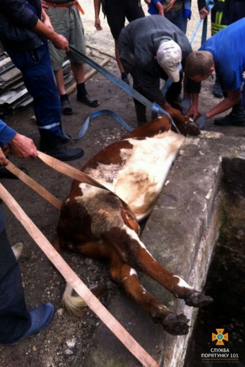 На Збаражчині рятували корову із «полону» в силосній ямі (ФОТО)