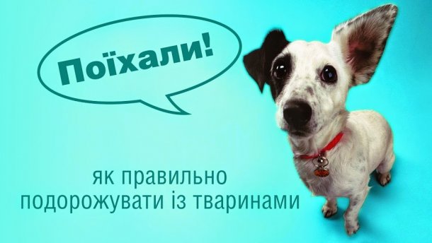 Як перевозити собак та котів з України – до Євросоюзу