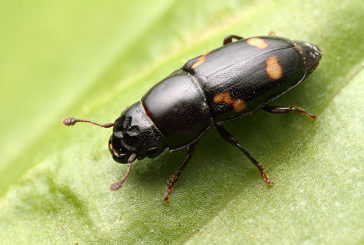 Кременеччину заполонили жуки: фахівці з’ясували, що це за комахи і чи можуть нашкодити людям
