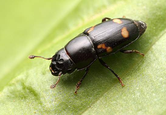 Кременеччину заполонили жуки: фахівці з’ясували, що це за комахи і чи можуть нашкодити людям