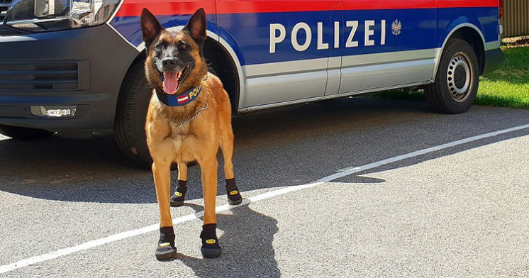 У Цюриху власників собак попросили взути вихованців