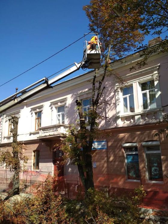 У Тернополі на вулиці Чорновола зрізають каштани (фото)