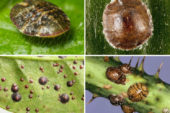 Небезпечна щитівка: ця комаха шкодить і овочам на грядках, і кімнатним рослинам