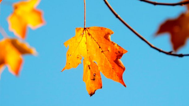 Золота осінь: сьогодні на Тернопільщині – сухо, тепло, сонячно