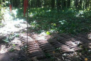 Лісосмуга поблизу села Вілія на Шумщині всіяна снарядами часів Другої світової війни: виявлено вже понад 350 боєприпасів (ФОТО)