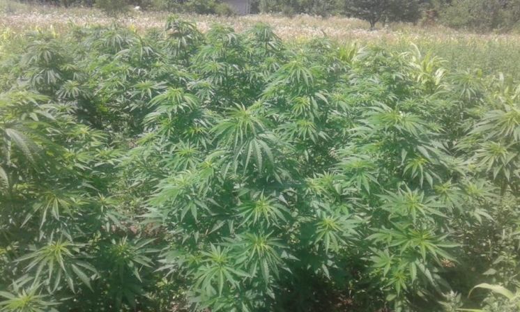 На Теребовлянщині місцевий мешканець, що посіяв на городі більше 3 000 рослин коноплі, постане перед судом