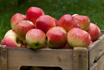 Як зберегти яблука до Нового року?