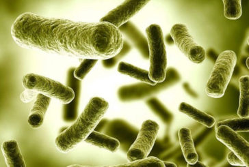 Бактерії навчилися впадати в сплячку, щоб врятуватися від антибіотиків
