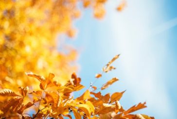 Золота осінь триває: на Тернопільщині тепло і сонячно