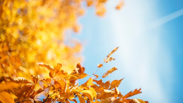 Золота осінь триває: на Тернопільщині тепло і сонячно