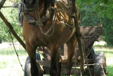 На Шумщині сполохані коні смертельно травмували пенсіонерку