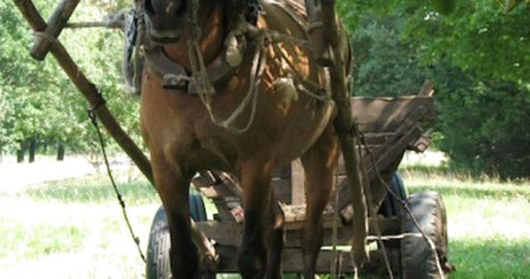 На Шумщині сполохані коні смертельно травмували пенсіонерку