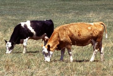 На Тернопільщині злодії викрали з пасовища двох корів