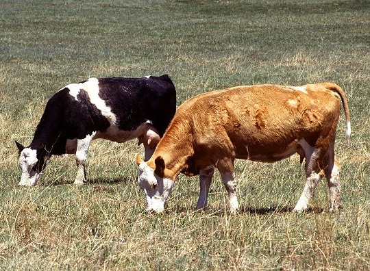 На Тернопільщині злодії викрали з пасовища двох корів