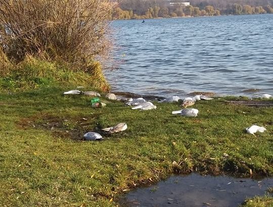 Імовірною причиною масової загибелі птахів на березі Тернопільського ставу стало отруєння