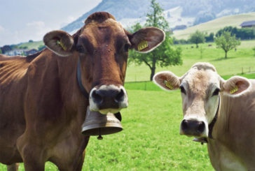 У Швейцарії провалився референдум про те, що корови мають бути рогатими