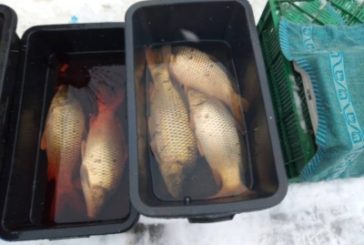 На ринку у Ланівцях продавали 20 кг «незаконного» коропа, а в Молоткові сіткою ловили рибу (ФОТО)